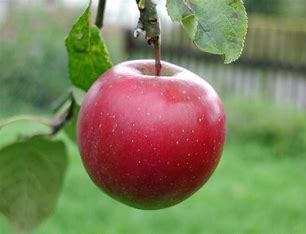 Wax Coating Apple Fruits-Healthy or Unhealthy