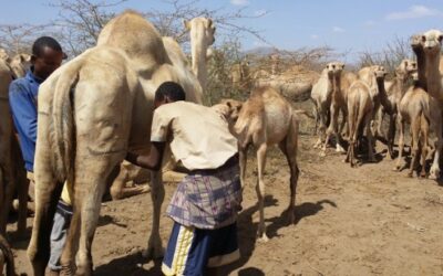 Drink camel milk –An underutilized superfood that fights modern diseases