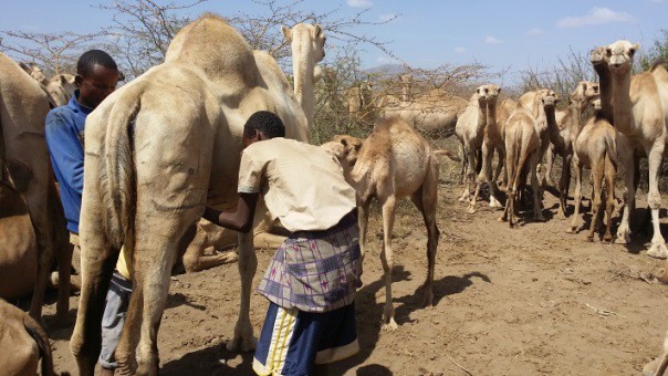 Camel Milk