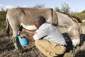 Milking a donkey
